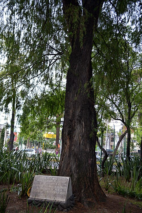 Ahuehuete de Parque Espana