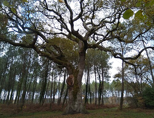 The Oak of Nerthe (Chêne de Nerthe)