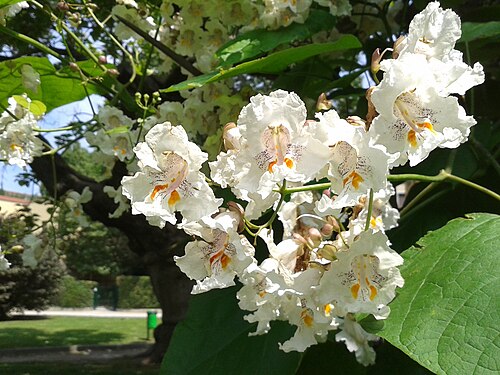 La Catalpa della Guastalla