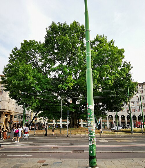 La Quercia Rossa di Piazza XXIV Maggio