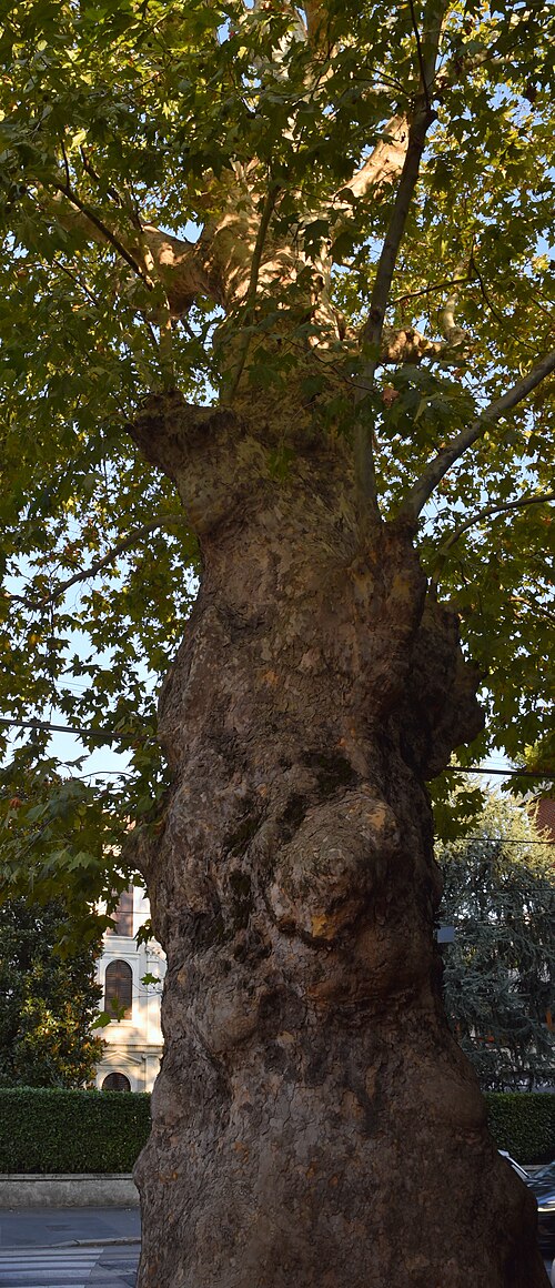 La Pianta di Affori