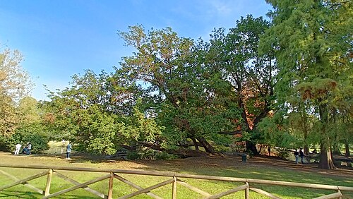 Il Noce del Caucaso di Parco Sempione