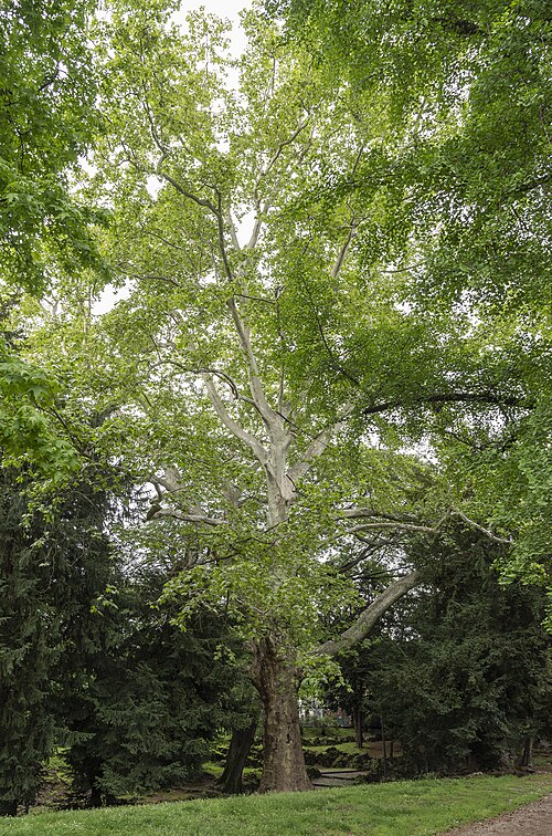 Il Platano della Biodiversita
