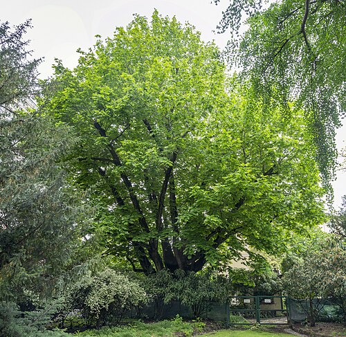 Il Noce del Caucaso dei Giardini Montanelli