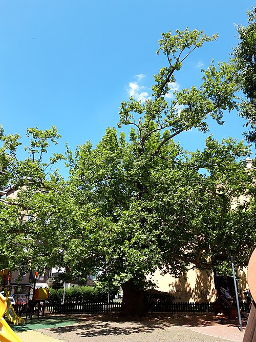 Il Platano del Giardino Bazlen