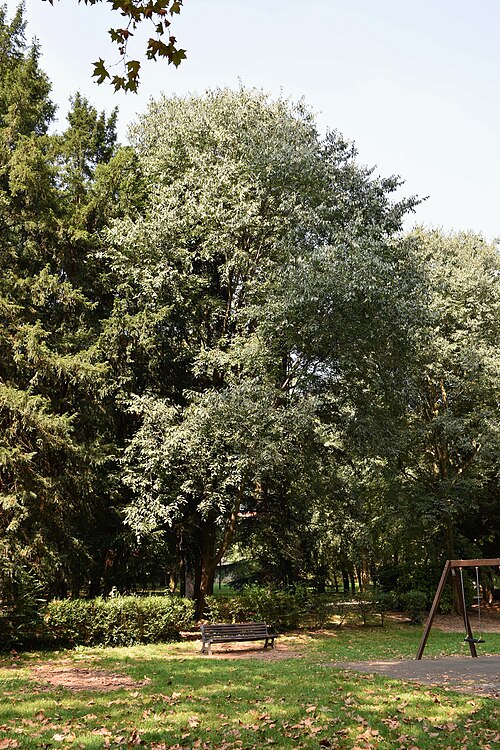 Il Bagolaro di Villa Ghirlanda