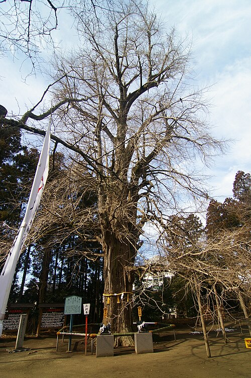Shirahatayama Hachimangu no Ohatsuki Icho