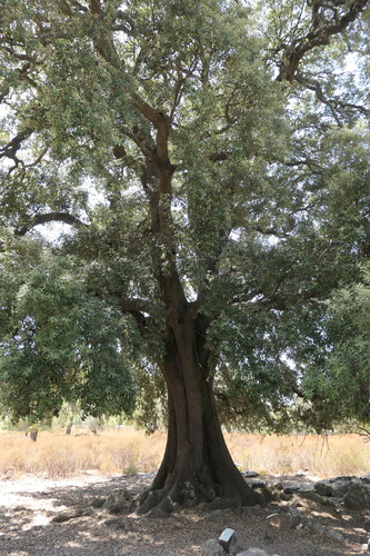 The Alzina d'en Pere