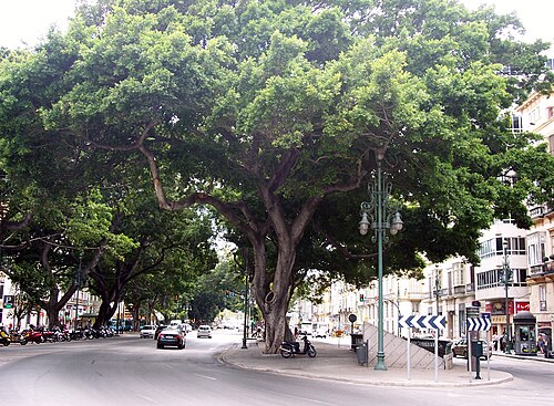 The Ficus Avenue of the Alameda Principal
