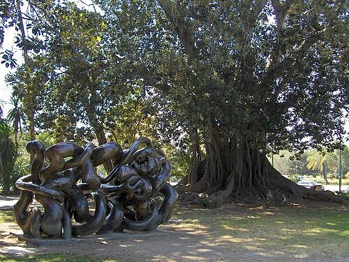 El ficus de los Jardines de Picasso
