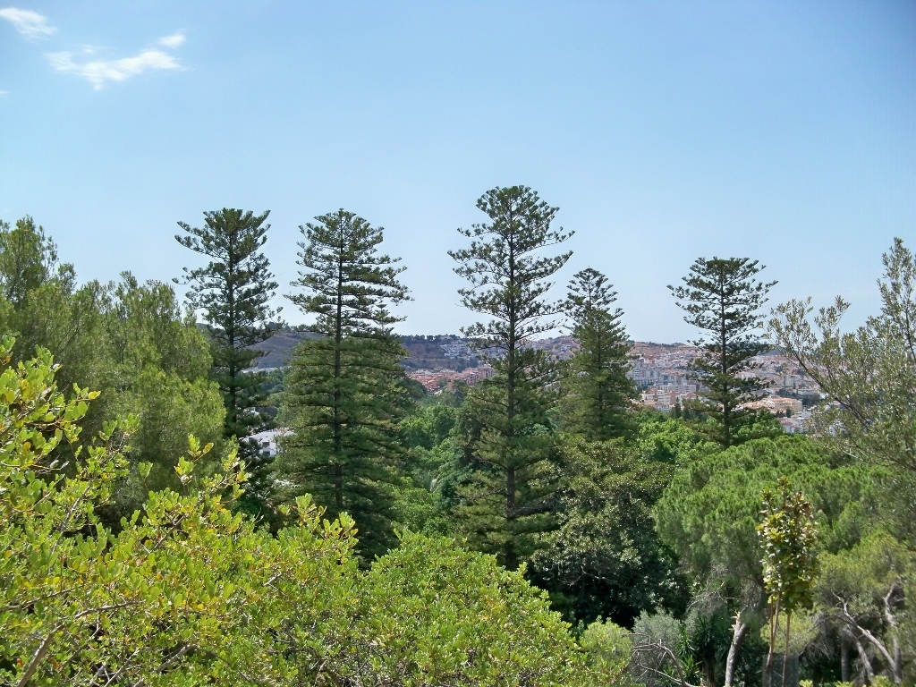 The Tallest Araucaria in the Province