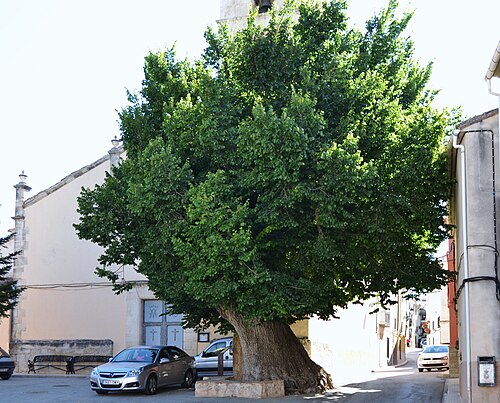 Olmo centenario de Millena (Om centenari de Millena)