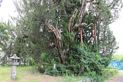 The Junipers of Kochozenji