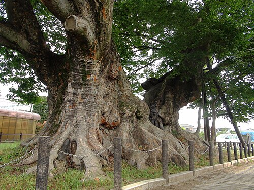 The Great Zelkova of Mitsue