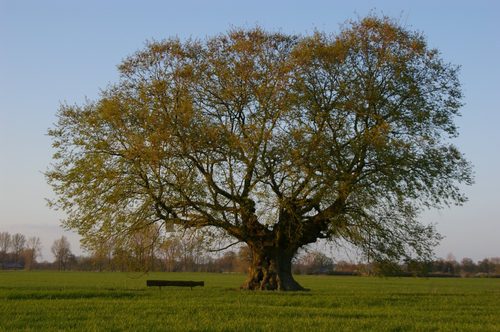 The Kopfulme in der Beerlage