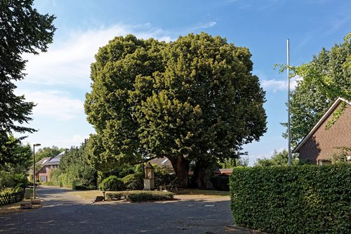 The Dicke Linde of Asbeck