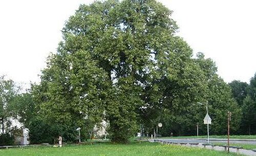 The Röth-Linde