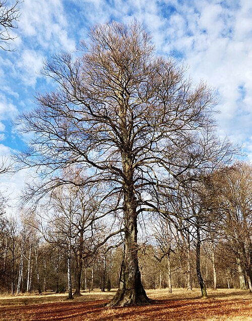 The Beech of the Englischer Garten