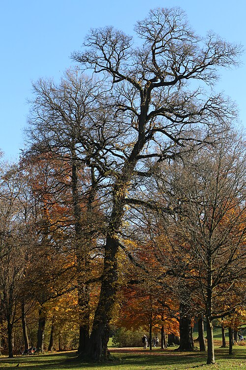 The Twin Elms of the Englischer Garten