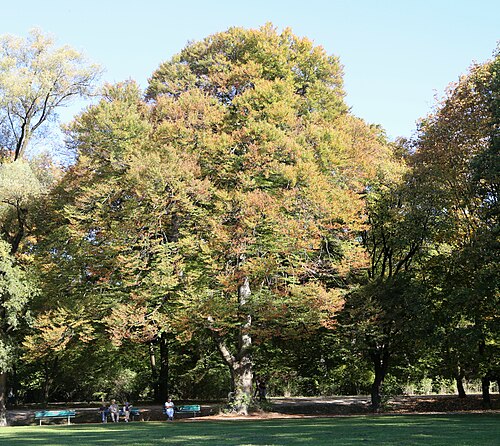 The Fern-leaved Beech