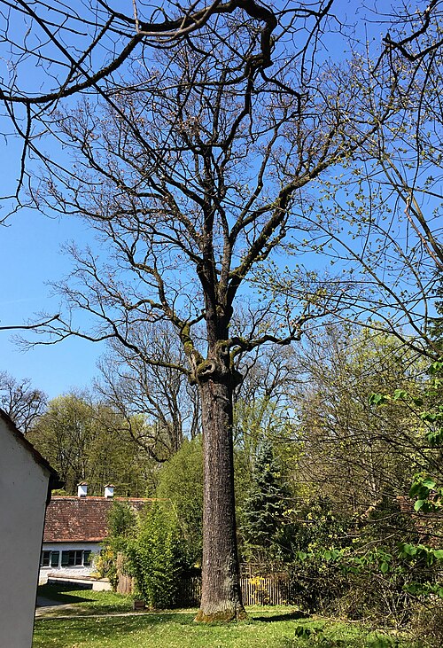 Die Eiche am Dörfchen, Nymphenburg