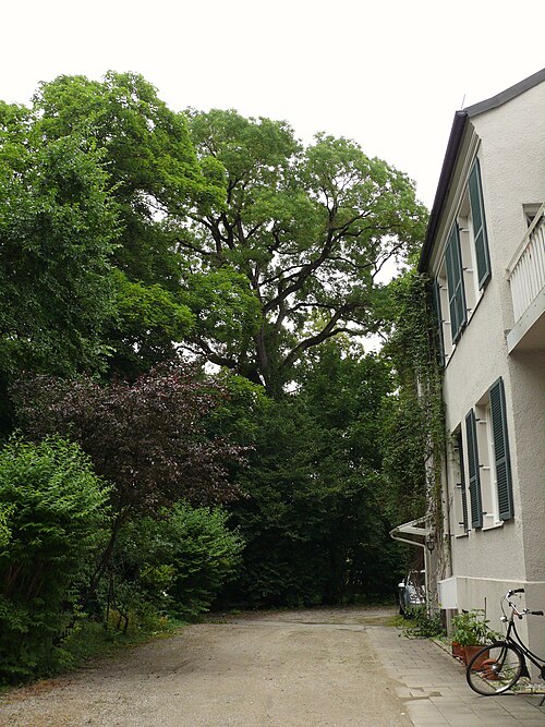 The Japanese Pagoda Tree of Karolinenplatz