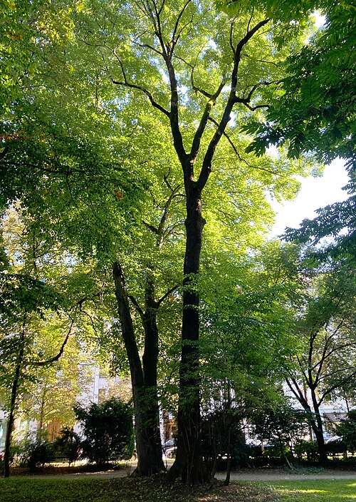 The Wych Elm of Maximiliansplatz