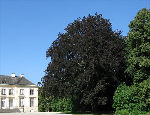 The Copper Beech of the Badenburg