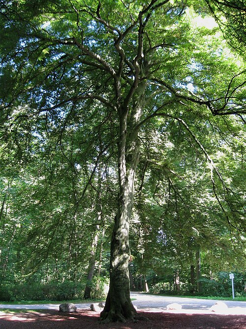 The Fern-leaved Beech of the Amalienburg
