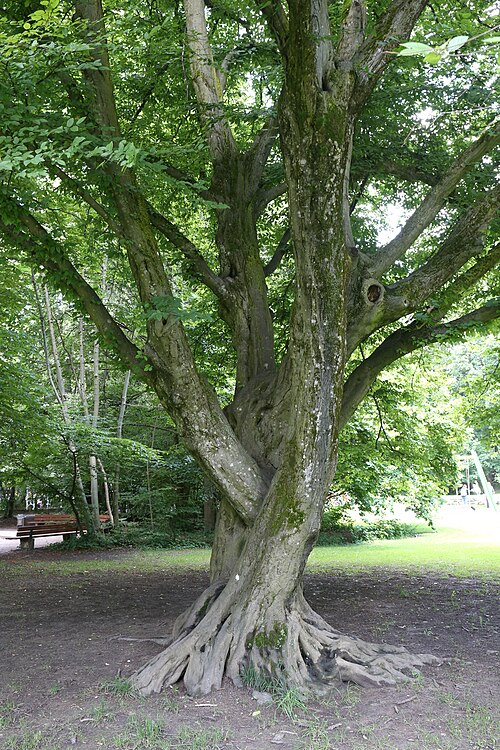 The Hornbeam of Wilrampark