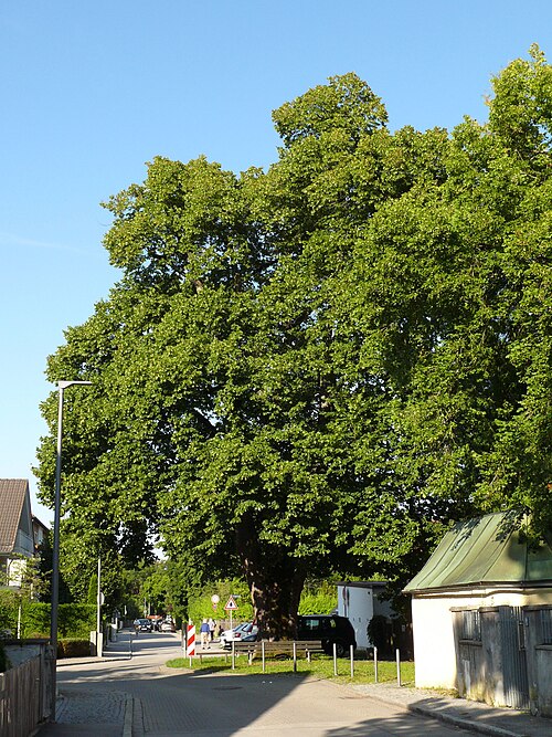 The Lime of the Nepomuk Chapel, Grünwald