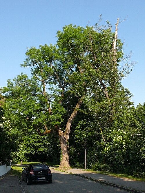 The Ash of Gräfelfing by the Würm