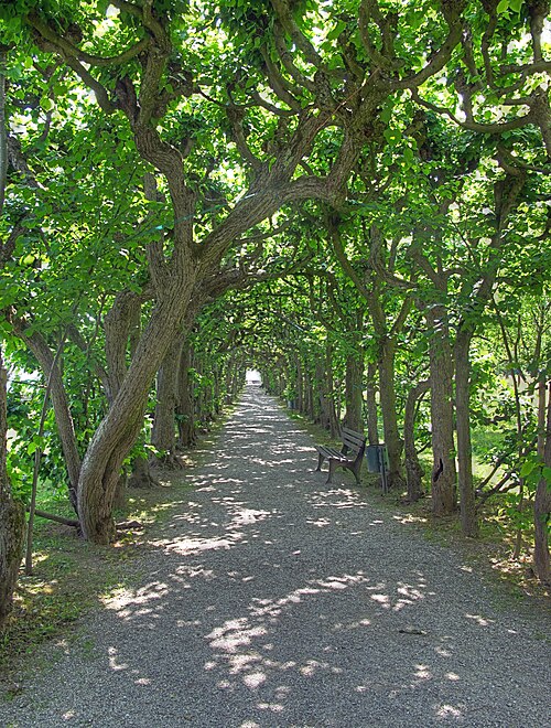 The Clipped Lime Walk of the Dachau Palace Garden