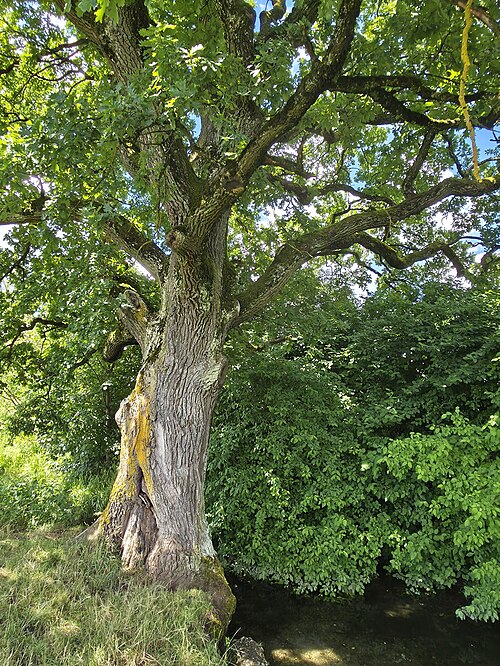 Die Eiche am Hachinger Bach, Taufkirchen