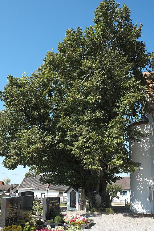 The Edigna Lime of Puch