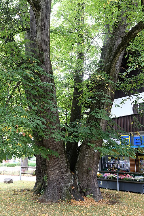 The Seven-Stemmed Lime of Sauerlach