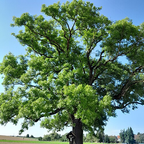 The Ash of Ingelsberg