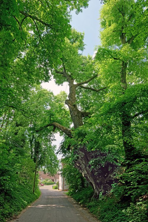 The Hollow Lime of Obermarbach