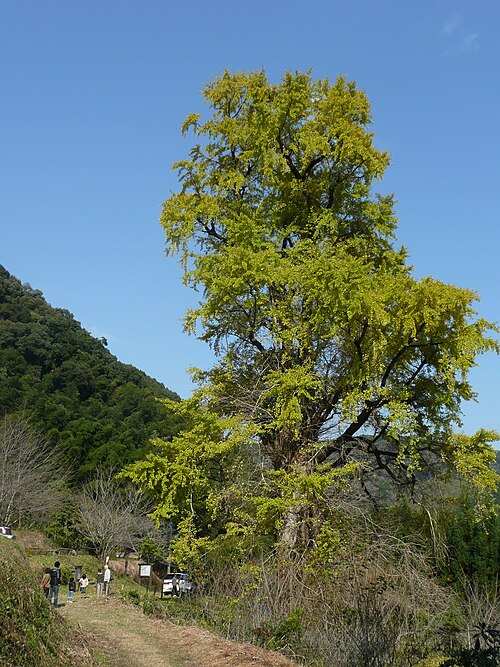 The Sarukawa Ginkgo