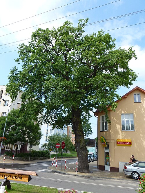 The Bolko Oak
