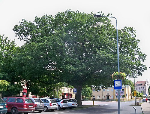 The Storrada Oak