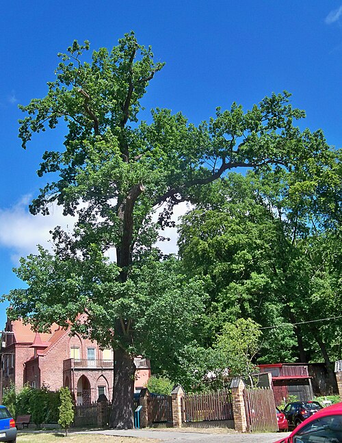 The Barnim Oak