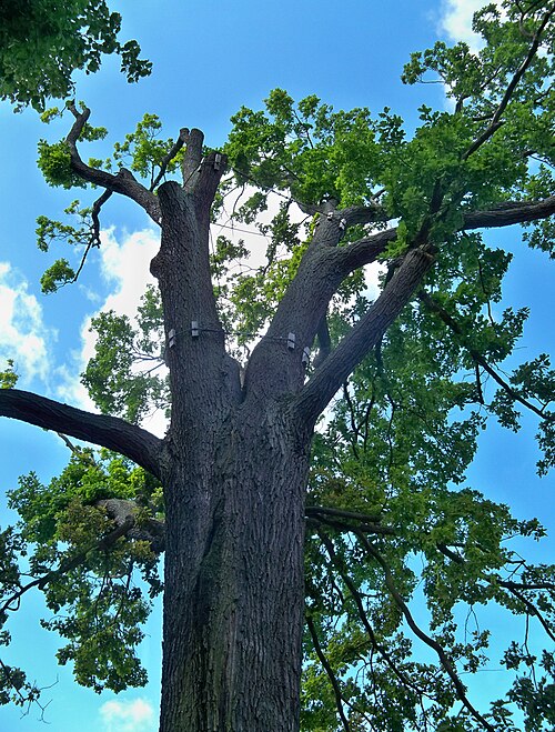 The Apostoł Oak