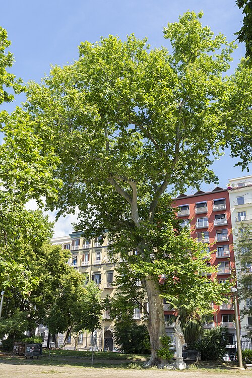 Il Platano della Villa Comunale