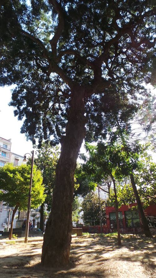 The Podocarpus of Piazza Cavour