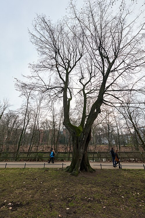 The Gnarled Lime of Hallerwiese