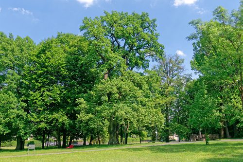 The Bear Oak (Bäreneiche), Platnersberg