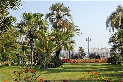The Washingtonia Palms of Villa Masséna