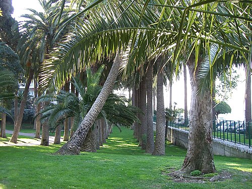 Le premier palmier des Canaries de France