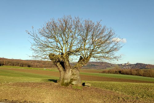 Hüter des Feldes (the Rasierpinselbaum)